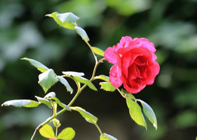 蔷薇花有什么花语意义以及传说