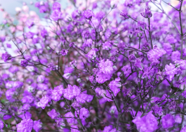 紫色满天星的花语是什么,为何有着思恋的意义
