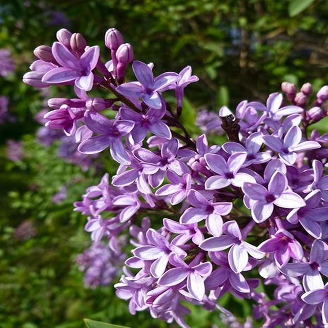 丁香花花语