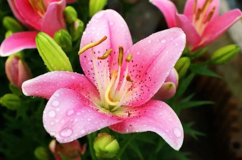 百合花花语