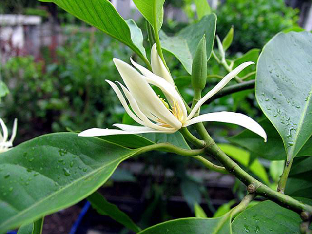 白兰花花语(白兰花花语是什么)