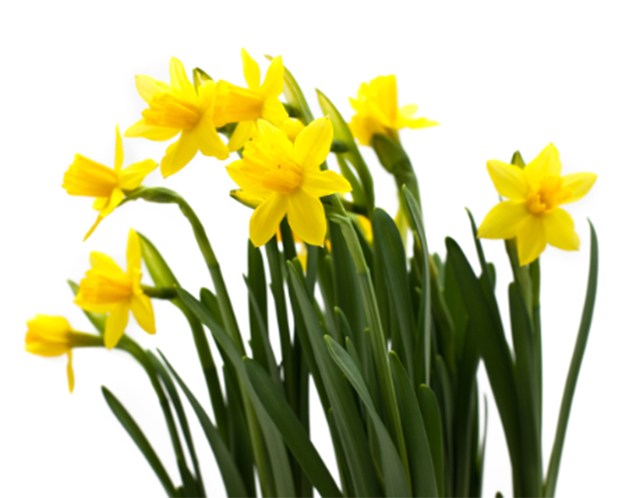 黄水仙的花语是希望好运 有什么样的传说故事