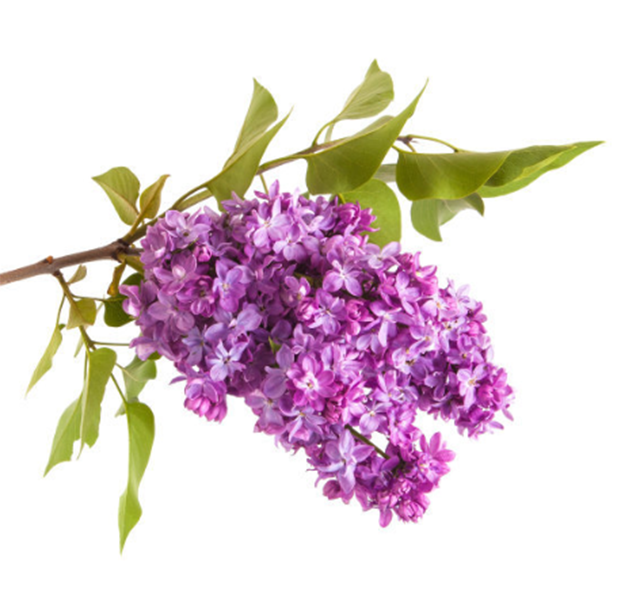 紫丁香的故事起源以及花语象征意义