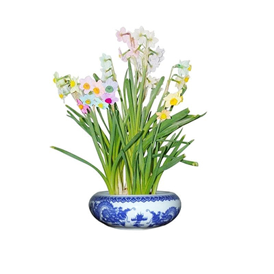 水仙花的花语有哪些 适合送给哪些人