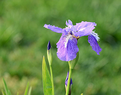 鸢尾花有什么样的花语意义,可以送给哪类人