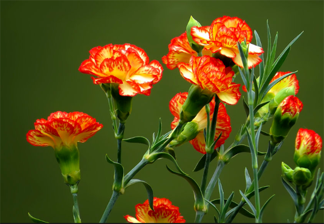 一月诞生的鲜花——康乃馨和雪花莲