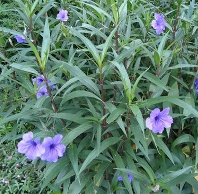 送翠芦莉有哪些花语含义 有什么样的用途 花多彩鲜花网