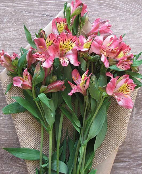 水仙百合的花语有什么寓意/花多彩鲜花网