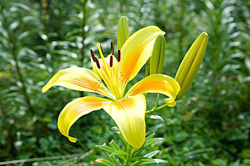 黄百合的花语是有哪些 这种花适合送人么 花多彩鲜花网