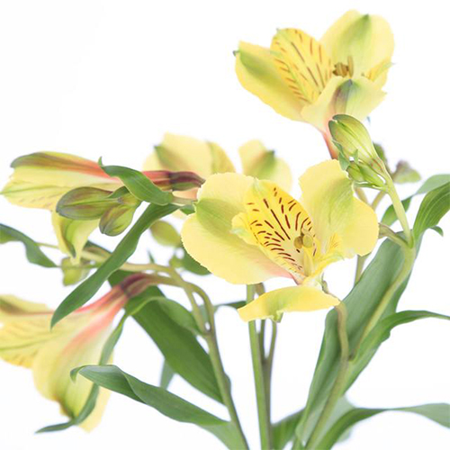 黄百合的花语是有哪些 这种花适合送人么 花多彩鲜花网